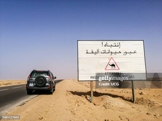 Morocco, Western Sahara, surroundings of Dakhla, beware camels.