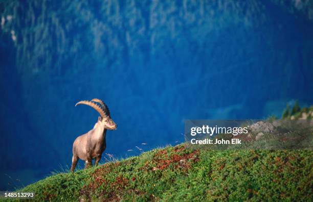 capra ibex (bouquetin). - ibex 個照片及圖片檔