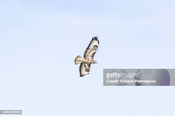 common buzzard (buteo buteo) - hawk protecting stock-fotos und bilder