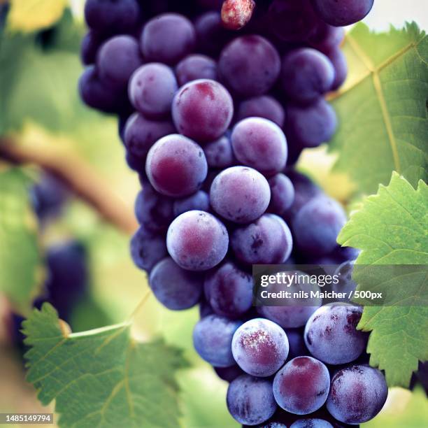 a cluster of grapes on a vine ready for harvest,ulm,germany - grapes on vine stockfoto's en -beelden