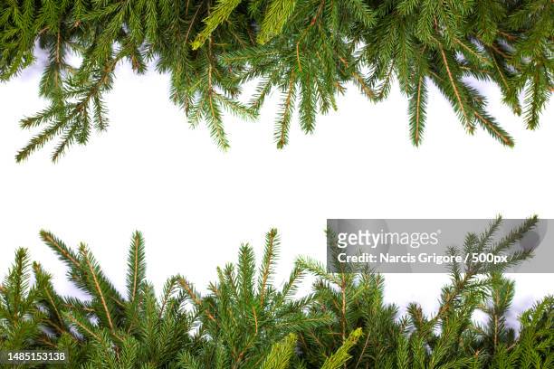 low angle view of pine tree against sky,romania - twig border stock pictures, royalty-free photos & images