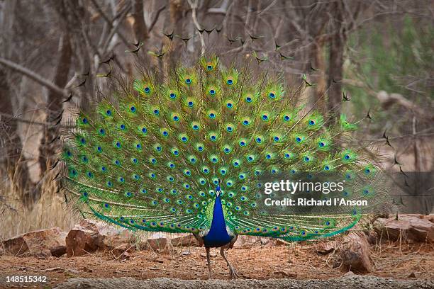 indian peafowl, or peacock, displaying tail feathers. - pavone foto e immagini stock