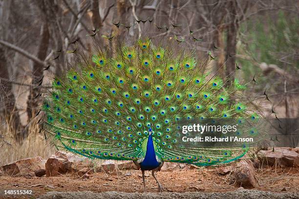 indian peafowl, or peacock, displaying tail feathers. - peahen stock pictures, royalty-free photos & images