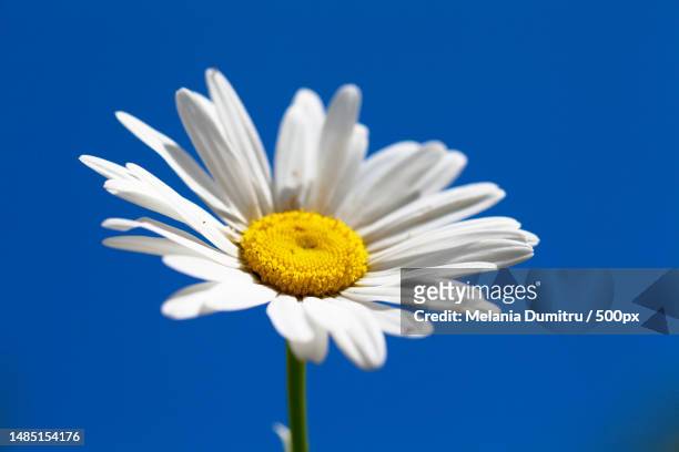 close-up of white daisy against blue sky,romania - ヒナギク ストックフォトと画像