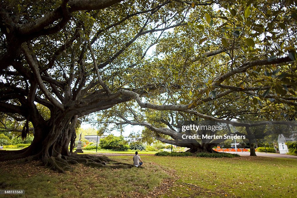 Person in morning meditation under a tree in Albert Park.