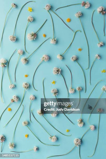 full frame clover flowers on teal - scattered stock pictures, royalty-free photos & images
