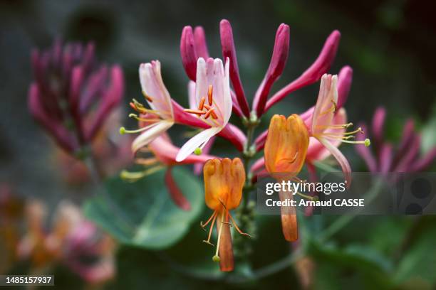 lonicera honeysuckle - honeysuckle stock pictures, royalty-free photos & images