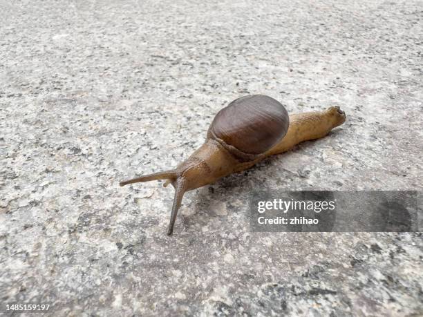 high viewing angle of the snail - snail stock pictures, royalty-free photos & images