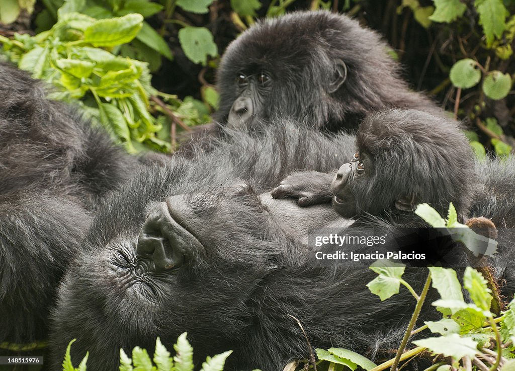 Gorilla family and baby in the Virungas National Park (Volcanoes National Park).