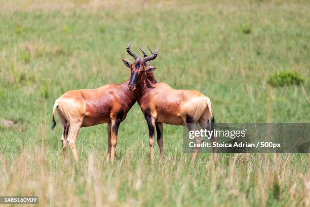 two deer standing on field,romania - hartebeest stock pictures, royalty-free photos & images