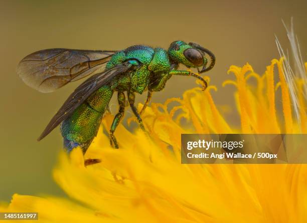 Cool Pollinating Insects 107,540 Pollinating Insects Stock Photos, High-Res Pictures, and Images ...