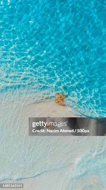 high angle view of sea shore,bileffahi,maldives - stingray stock pictures, royalty-free photos & images