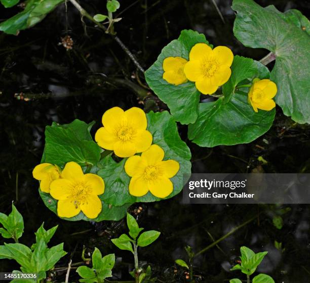 marsh marigold [caltha palustris] - calendula stock-fotos und bilder