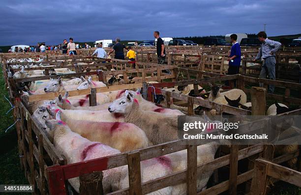 sheep in pens at a sheep auction. - ballycastle stock pictures, royalty-free photos & images