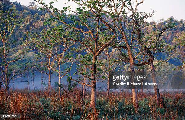 sal trees in surung valley. - lumbini nepal stock pictures, royalty-free photos & images