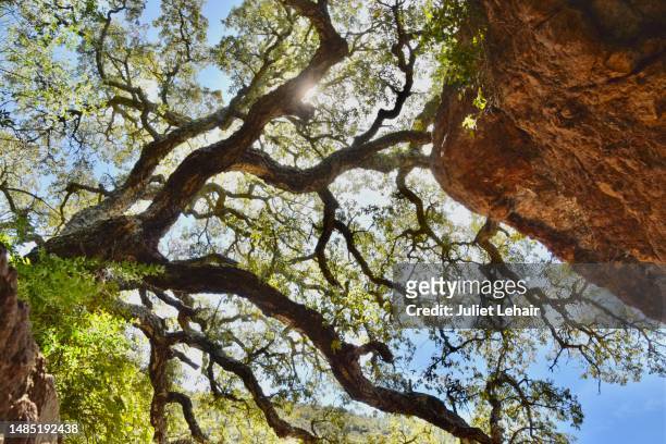looking up. - cork tree stock-fotos und bilder