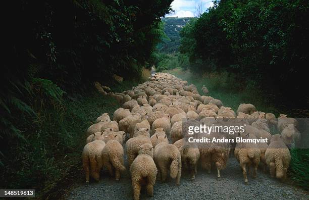 sheep blocking road along wanganui river. - herd stockfoto's en -beelden