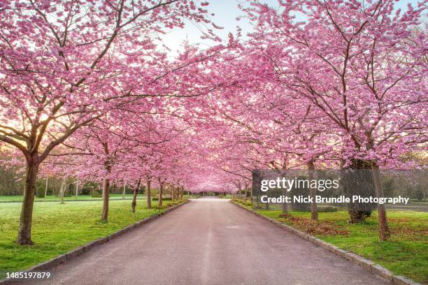 cherry blossom trees, bispebjerg cemetery, copenhagen, denmark. - copenhagen park stock pictures, royalty-free photos & images