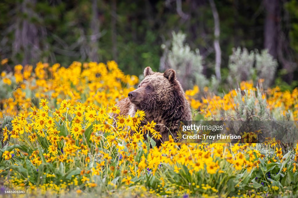 Spring Bears Background Grizzly Bear in Spring Wildflowers | Posters, Impressions artistiques ...