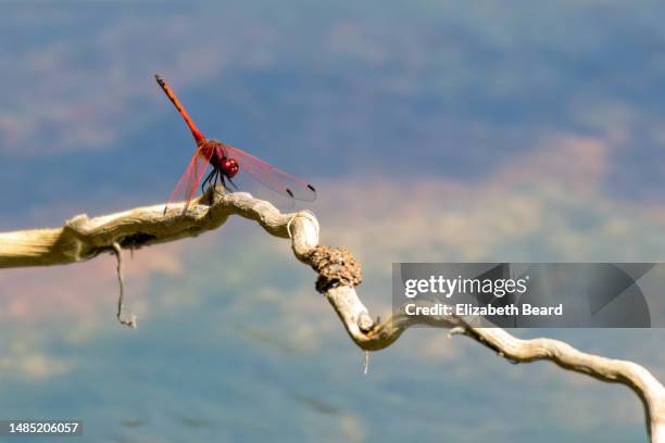 red-veined dropwing dragonfly, kruger national park - damselfly fotografías e imágenes de stock