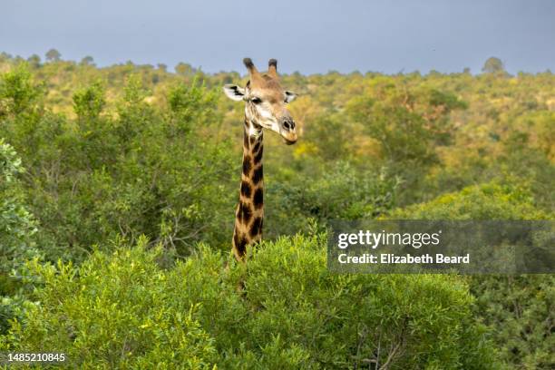 giraffe head emerging from trees, kruger national park - emerge stock pictures, royalty-free photos & images