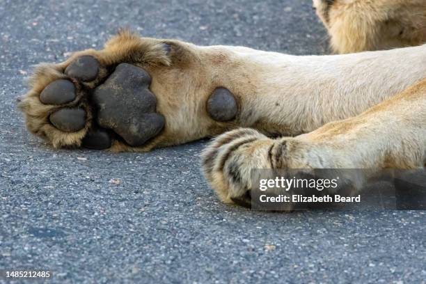 front paw pads of male african lion in kruger national park - black male feet fotografías e imágenes de stock