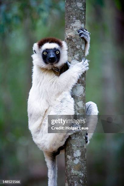 verreaux's sifaka (propithecus verreauxi) lemur clinging onto tree. - animals in the wild stockfoto's en -beelden