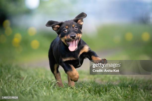 cheerful puppy runs on the grass - dogs stock pictures, royalty-free photos & images