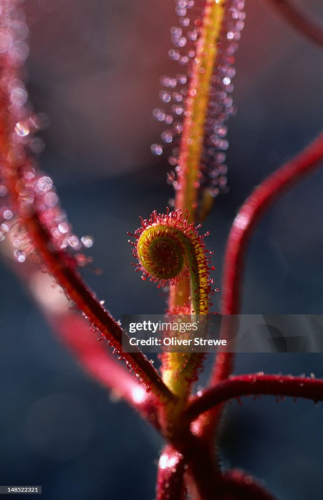 Native 'sundew' (Drosera indica_ an insectivorous plant from the Cape York Peninsula.