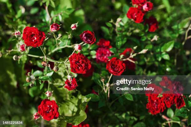 Giant Red Roses Photos and Premium High Res Pictures - Getty Images
