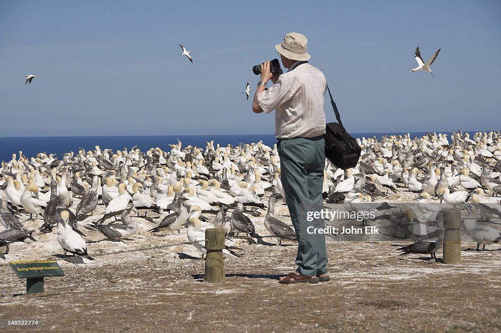 Gannet colony with man photographing at Cape Kidnappers.