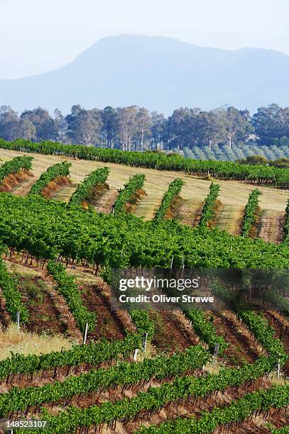 vineyard. - hunter valley stock pictures, royalty-free photos & images