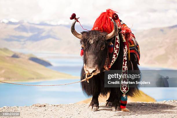 decorated yak at gamta pass. - tibet stock pictures, royalty-free photos & images