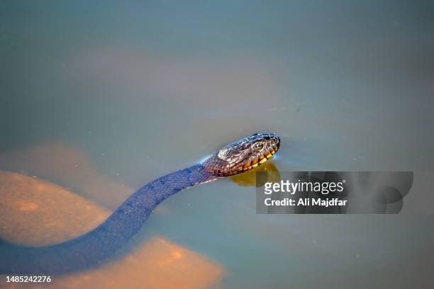 common water snake - water snake stock pictures, royalty-free photos & images