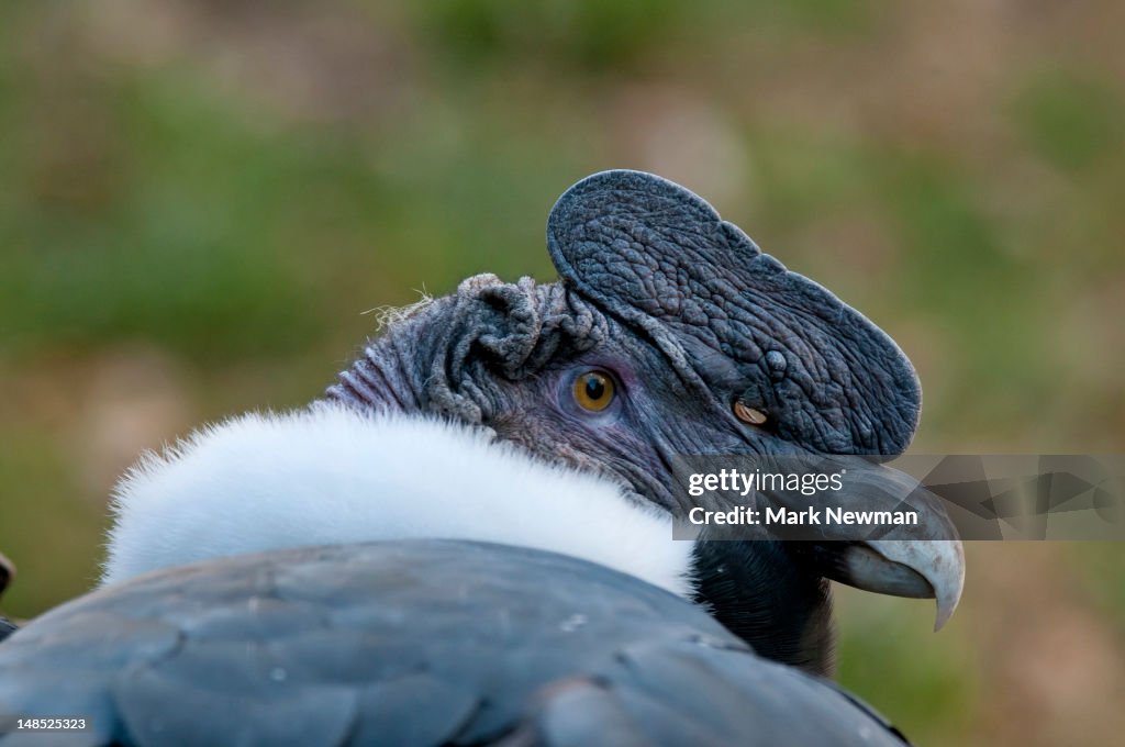 Andean Condor.