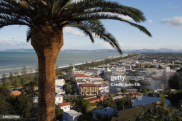 city from above with palm tree. - napier imagens e fotografias de stock