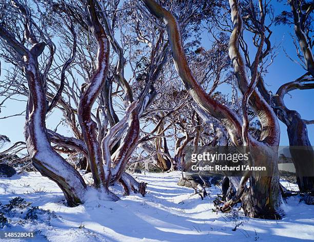 snow gums, charlotte pass. - australian winter landscape stock pictures, royalty-free photos & images