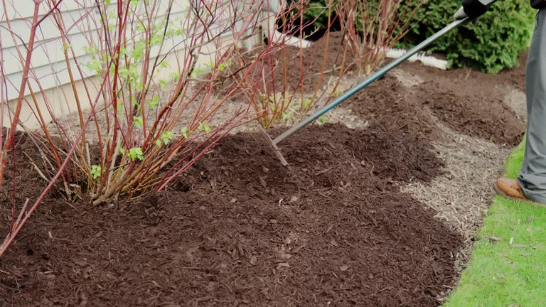 https://media.gettyimages.com/id/1485290473/video/they-are-leveled-with-a-rake-mulch-mulching-garden-plants-with-tree-bark-mulch-landscape.jpg?b=1&s=640x640&k=20&c=AA7Qp2zj4JS_eHYEWrABbzKIq1QPdI2I8GycDL2wYUk=