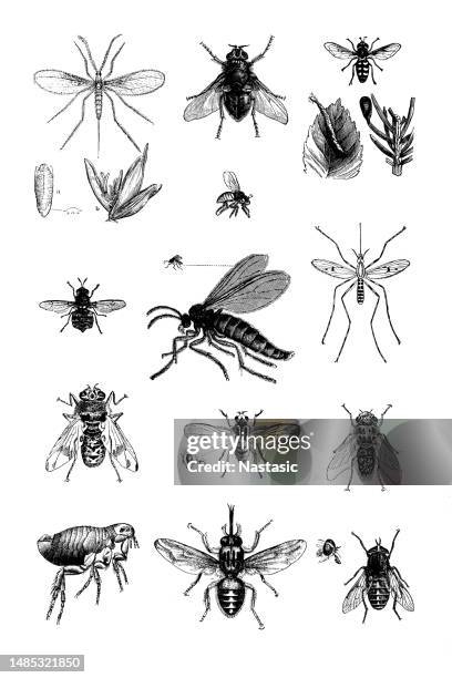 set of various insect - flea stock illustrations