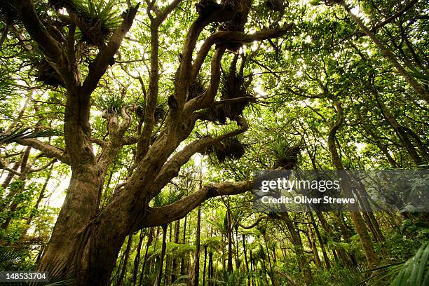 native new zealand bush, zion track, waitakere ranges. - waitakere city stock pictures, royalty-free photos & images