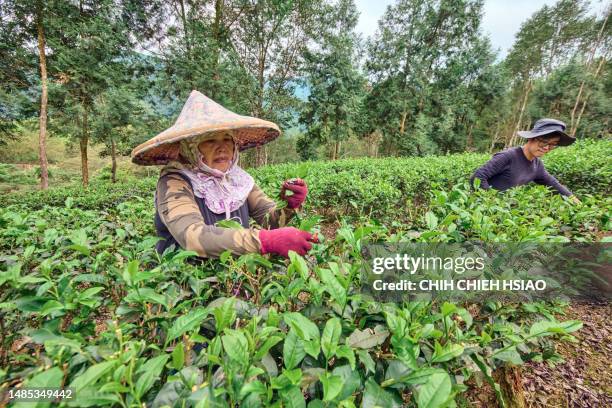 mother and son farmer working up tea leaves in a tea garden. - assam tea stock pictures, royalty-free photos & images