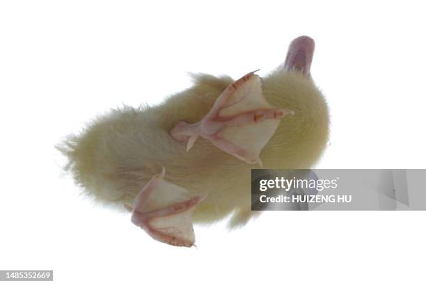 small duckling - pé palmípede imagens e fotografias de stock