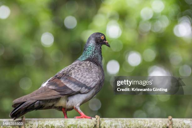 close-up of a pigeon perching on a branch - homing pigeon stock pictures, royalty-free photos & images