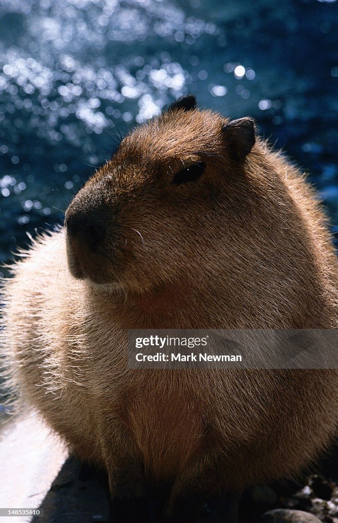 Capybara (Hydrochoerus hydrochaeris) World's largest rodent.