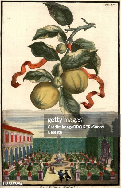 ilustraciones, imágenes clip art, dibujos animados e iconos de stock de citrus fruit, aranzo rigato con foglia larga and house garden of mr. vatter, nuremberg hesperides, nuremberg hesperides, hesperides gardens, nuremberg, bavaria, germany, digitally restored reproduction of an 18th century original, exact original date not - foglia