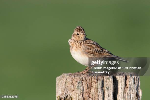 eurasian skylark (alauda arvensis), adult, adult bird, sitting on fence post, duemmerniederung, diepholz county, lower saxony, germany - alauda arvensis stock pictures, royalty-free photos & images