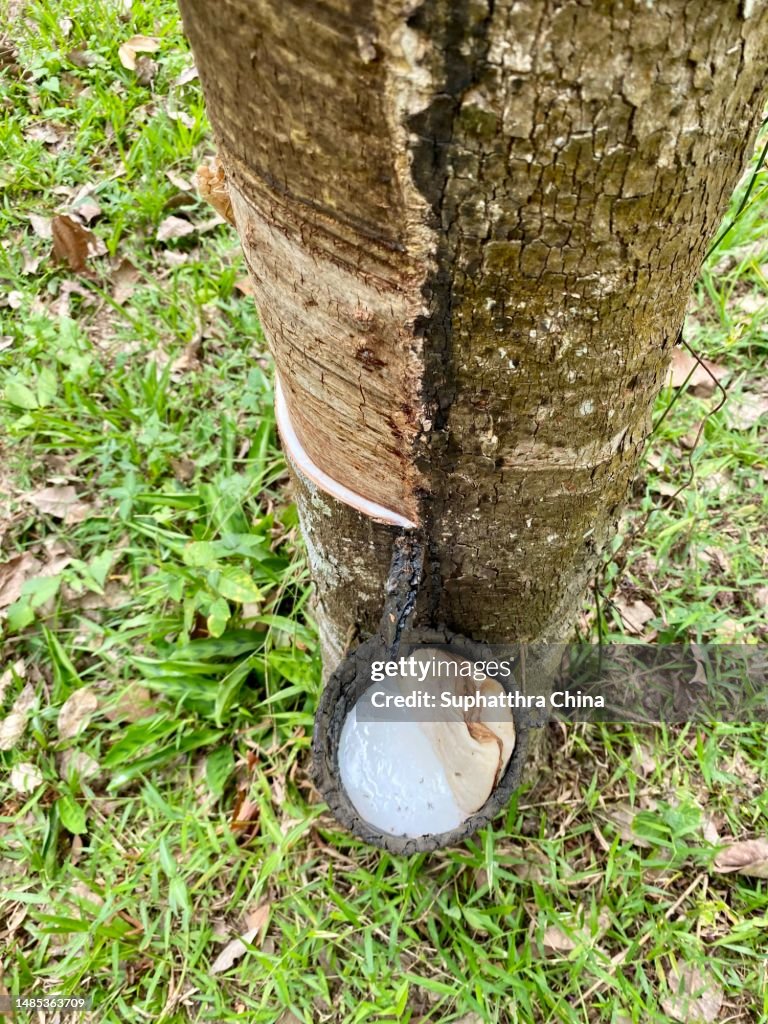 Rubber Tree Log Rubber Tree And Bowl Filled With Latex In A Rubber Plantation High-Res ...