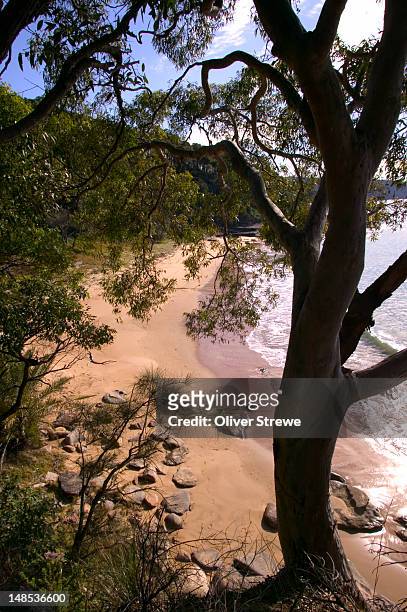 angophra tree standing at one end of flint and steel beach in ku-ring-gai chase national park. - sydney chase imagens e fotografias de stock