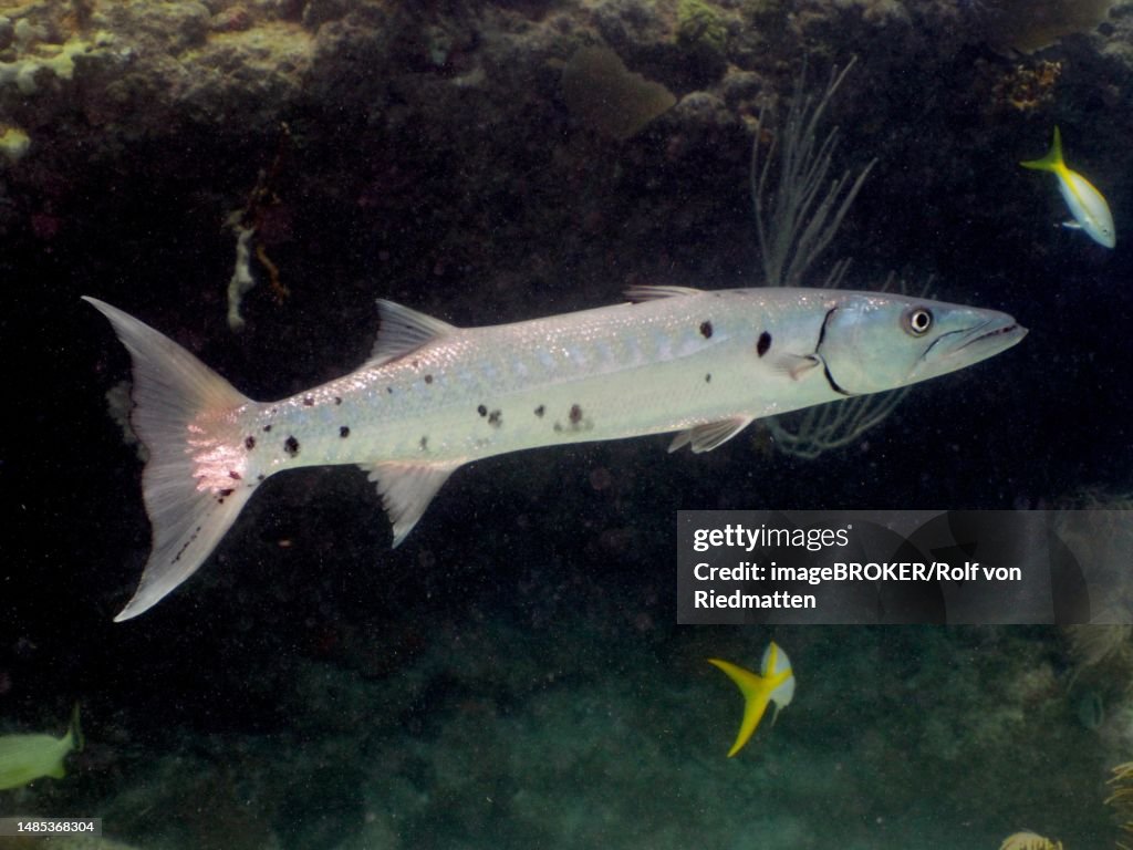 Great barracuda (Sphyraena barracuda), dive site John Pennekamp Coral Reef State Park, Key Largo, Florida Keys, Florida, USA