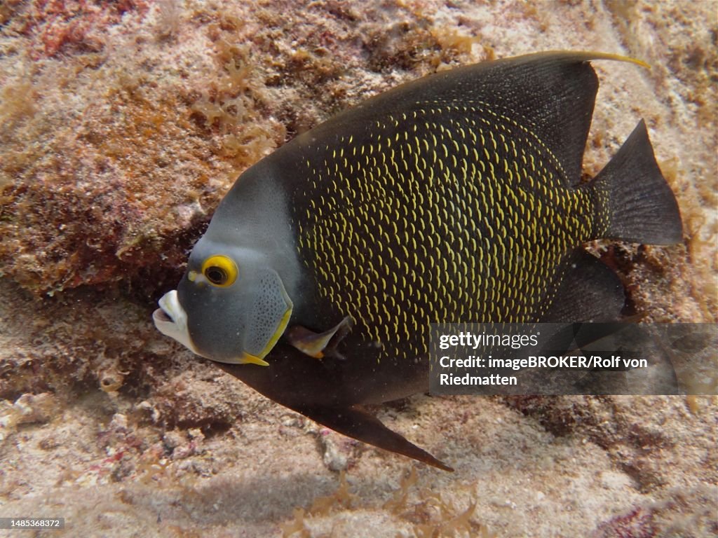 French angelfish (Pomacanthus paru), Nursery dive site, Tavernier, Florida Keys, Florida, USA